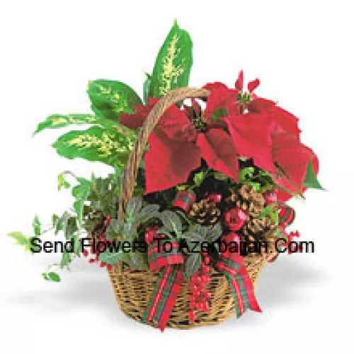 Deze langdurige feestelijke planter bevat een assortiment stevige indoor groene planten gecombineerd met een feestelijke mini-kerstster en versierd met dennenappels en accenten. (Let op: we behouden het recht om elk product te vervangen door een geschikt product van gelijke waarde in geval van niet-beschikbaarheid van een bepaald product)