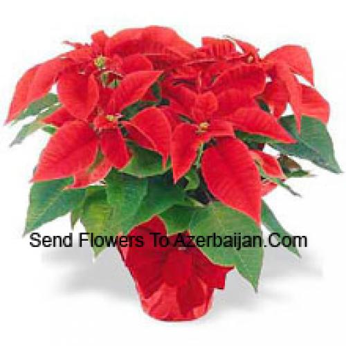 Beautiful Red Poinsettias