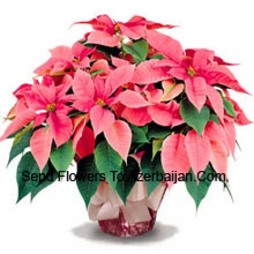 Elegantes Poinsettias con hojas