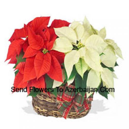 Hermosas poinsettias rojas y blancas en cesta